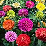 1000+ Crazy Blend Zinnia Seeds for Planting Zinnia Elegans Heirloom Open Pollinated & Untreated Mixed Color Zinnia Flowers