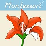 Montessori Botany - Parts of Plants